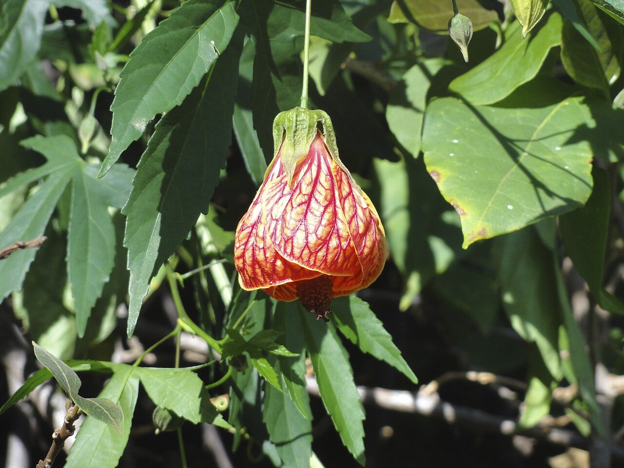 Abutilon pictum