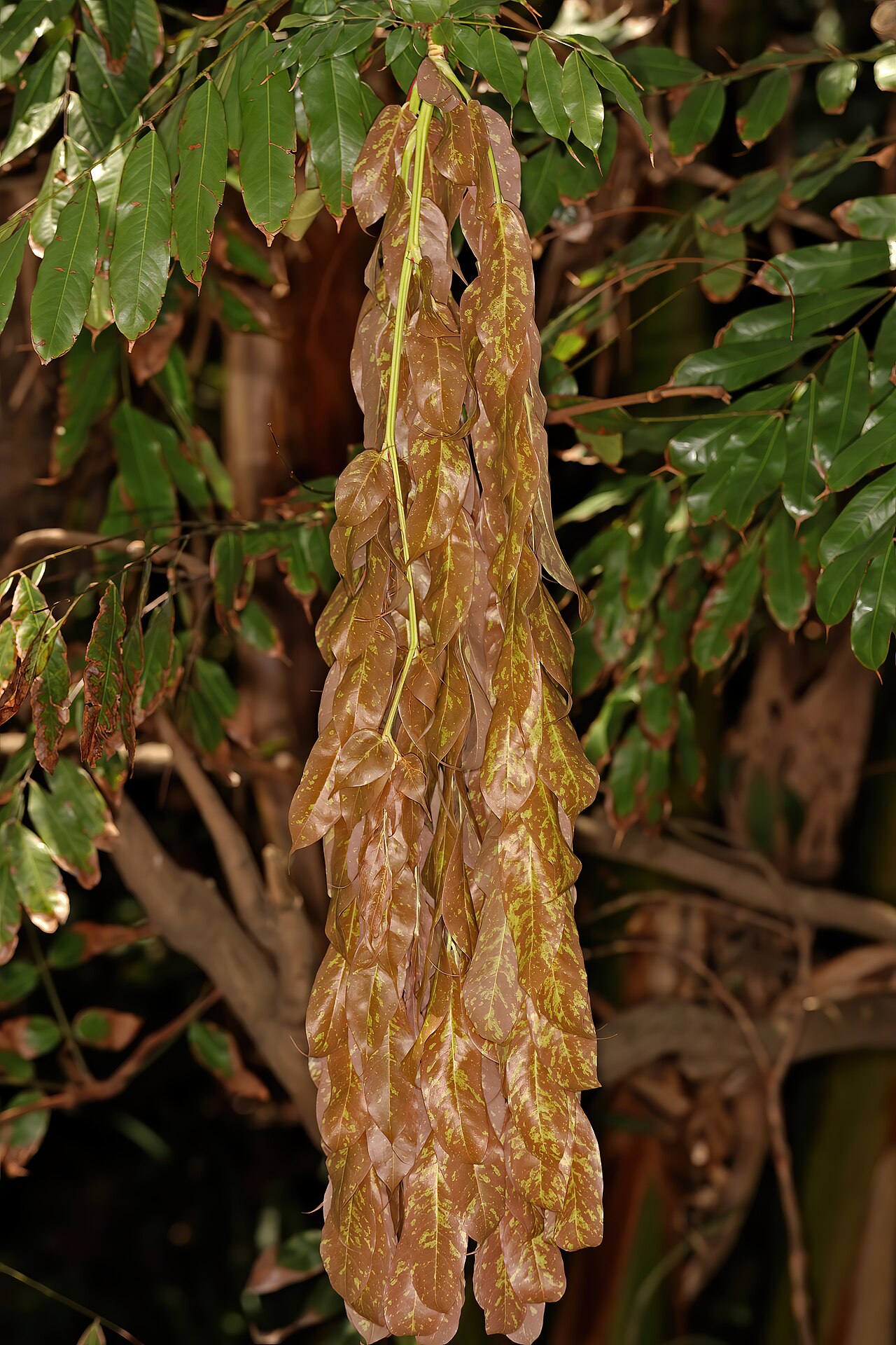 Brownea grandiceps