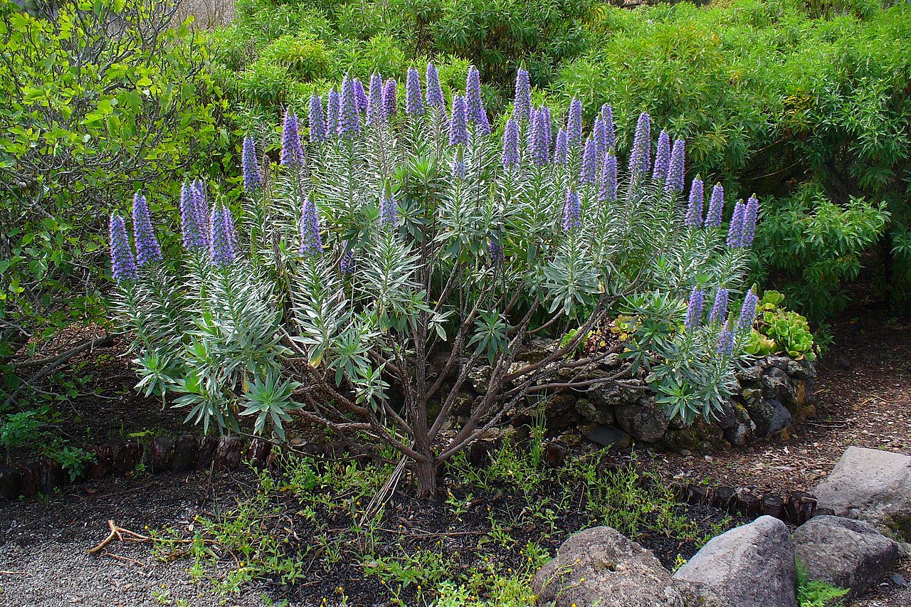 Echium webbii