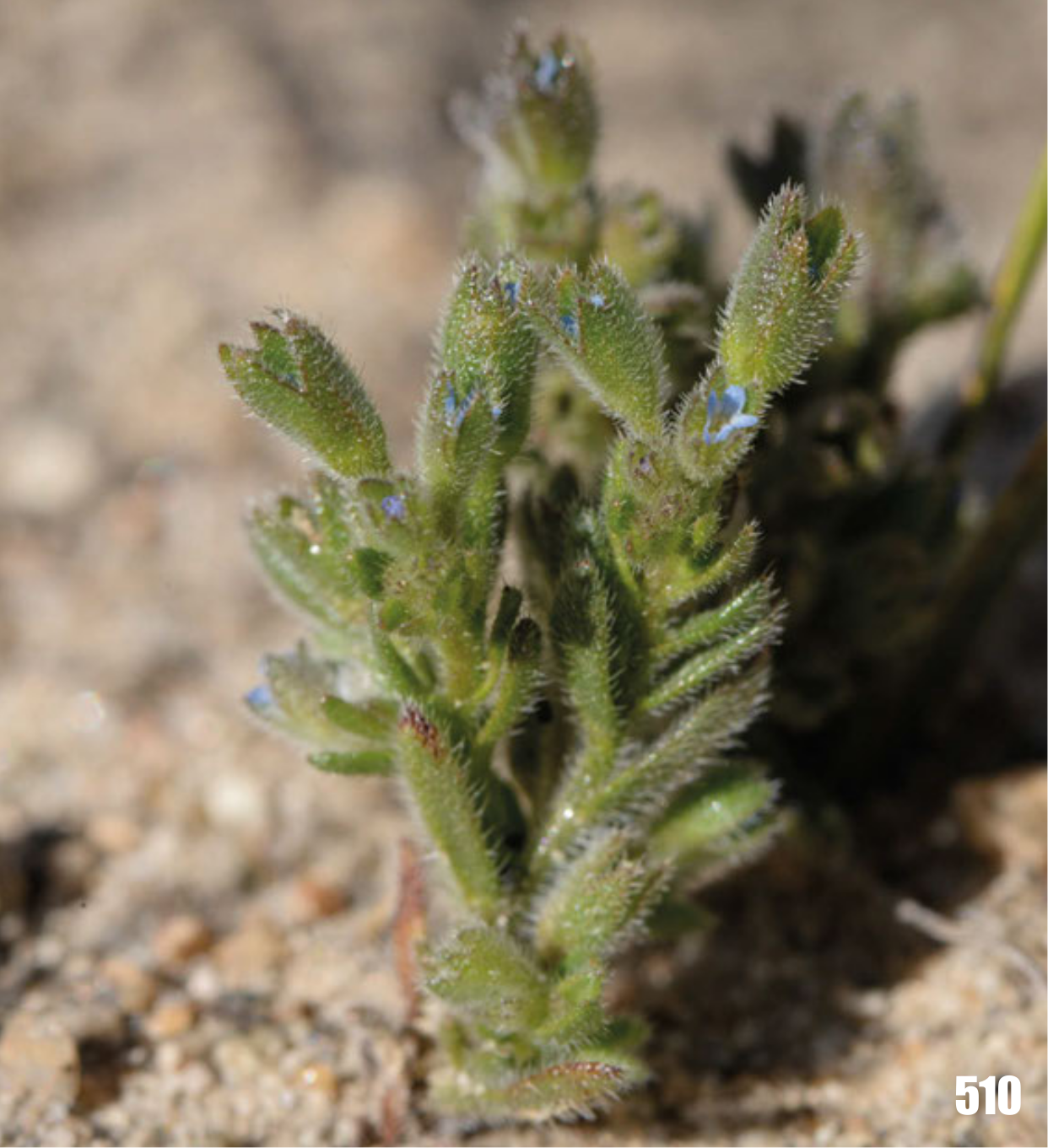 Rochelia bungei