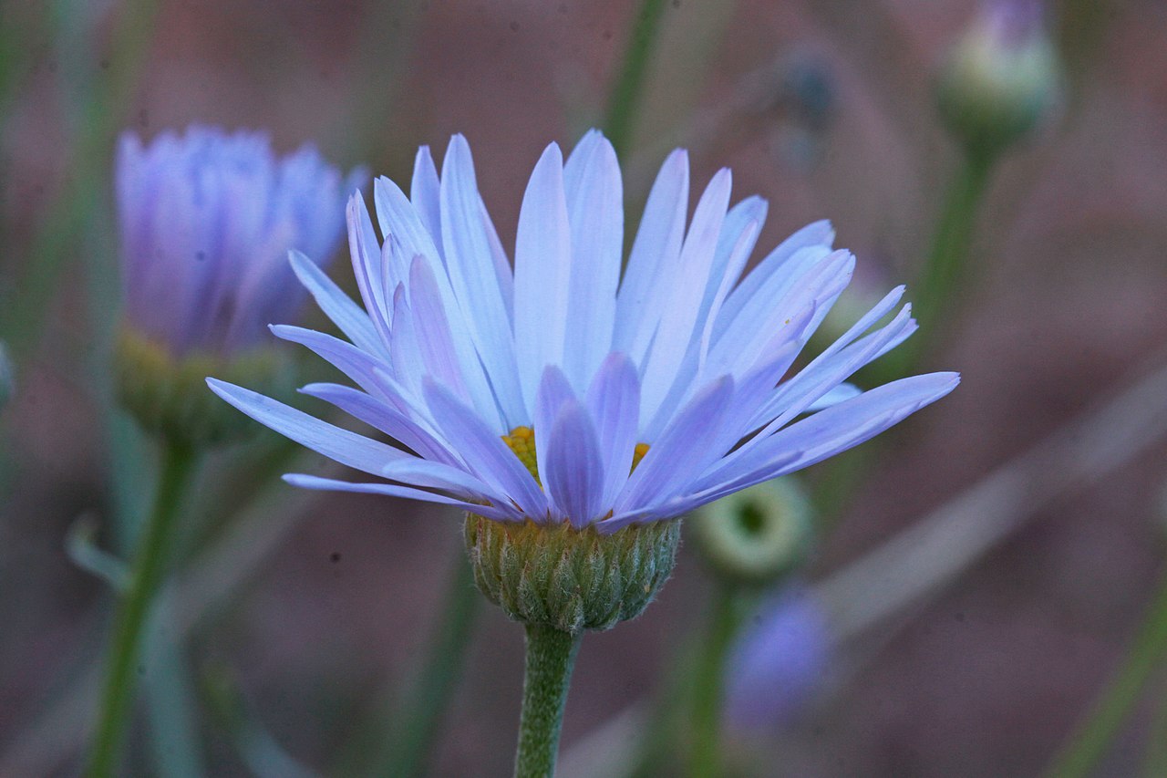 Erigeron utahensis