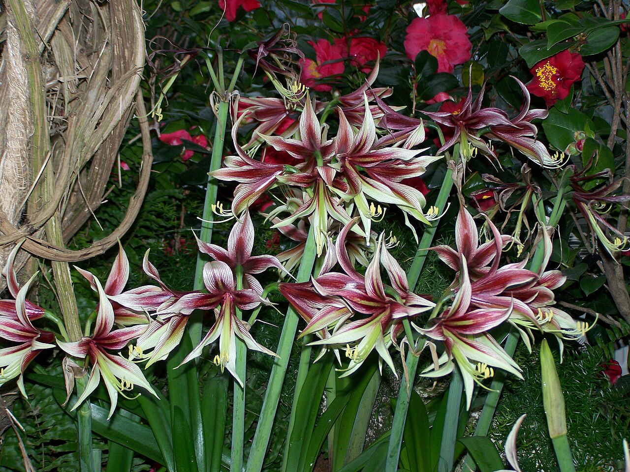 Hippeastrum papilio