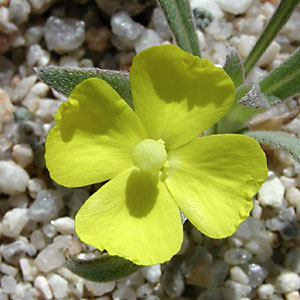 Camissoniopsis pallida
