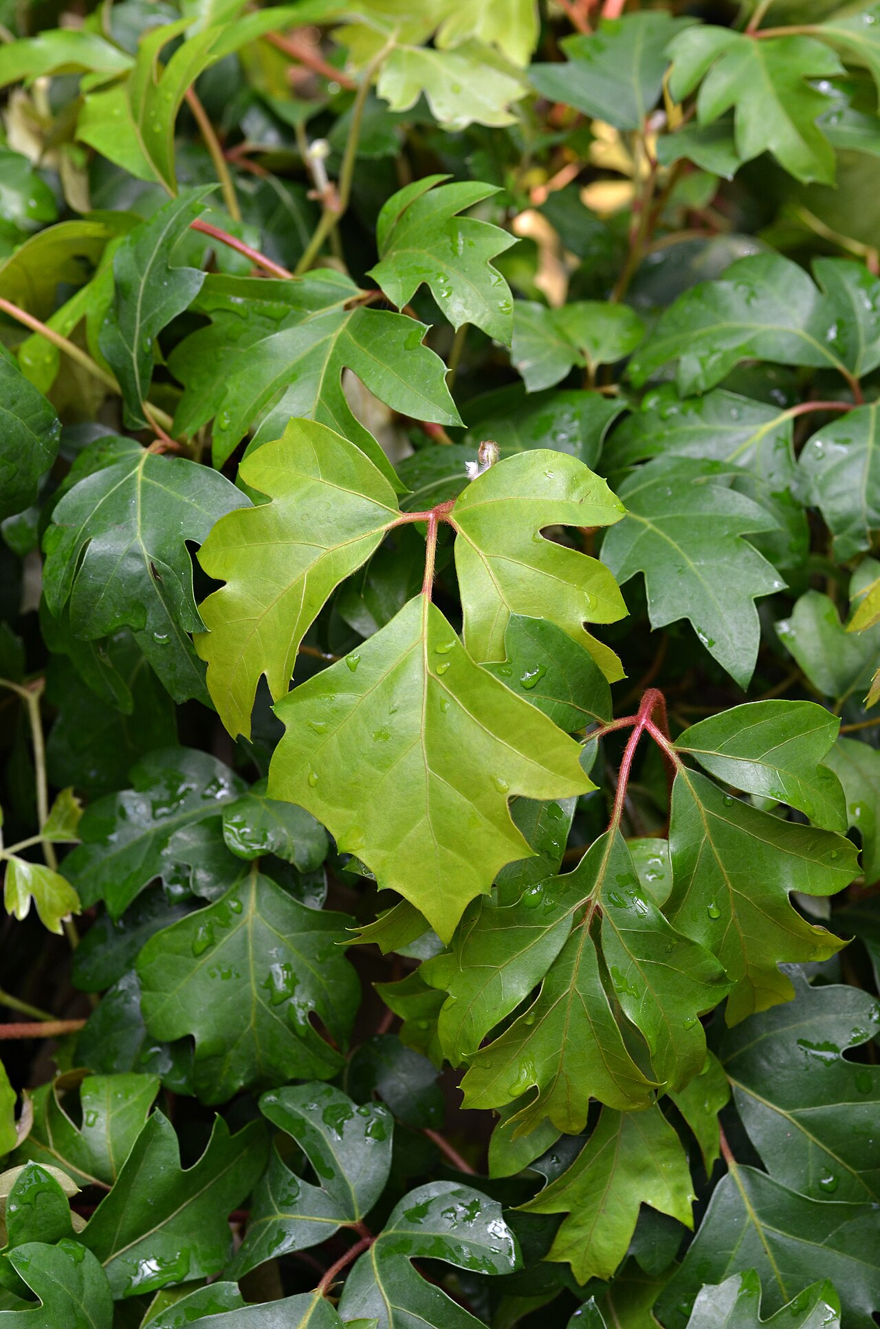 Cissus alata