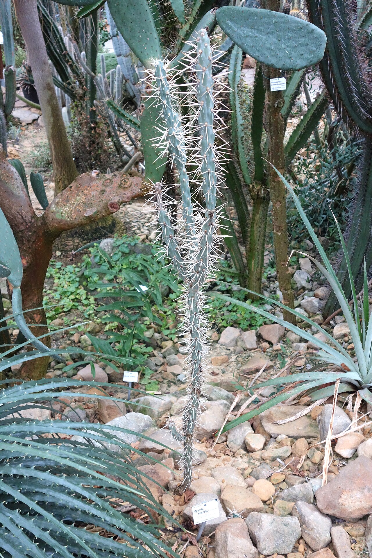 Cylindropuntia molesta