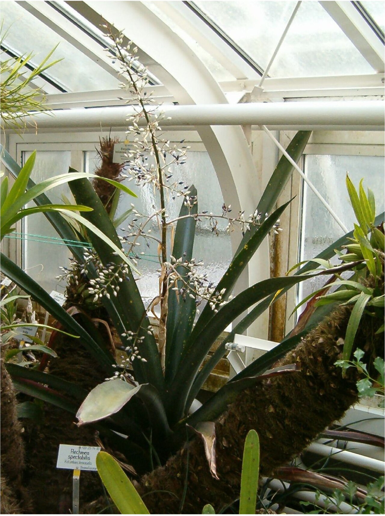 Aechmea spectabilis