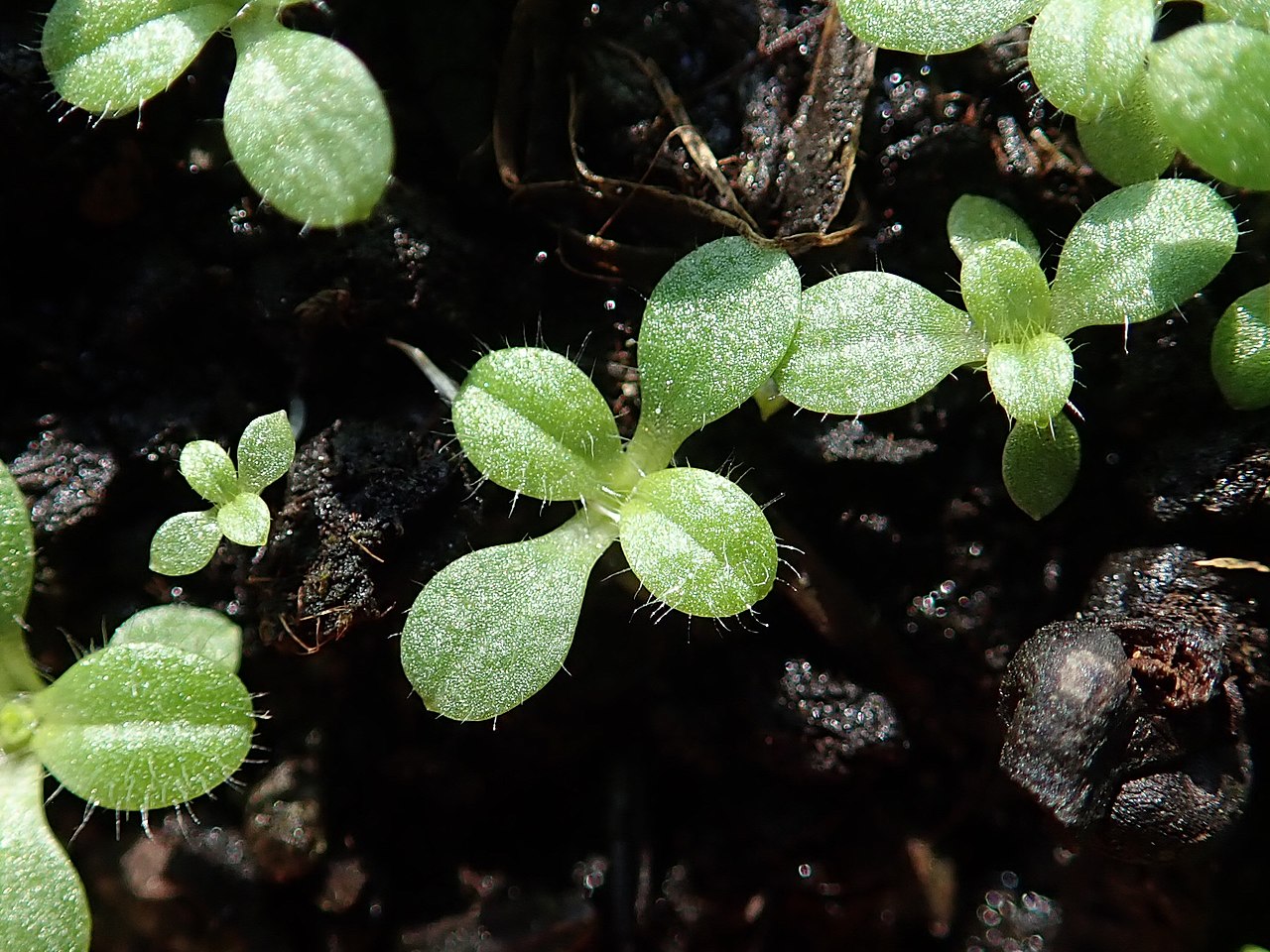 Cerastium gracile