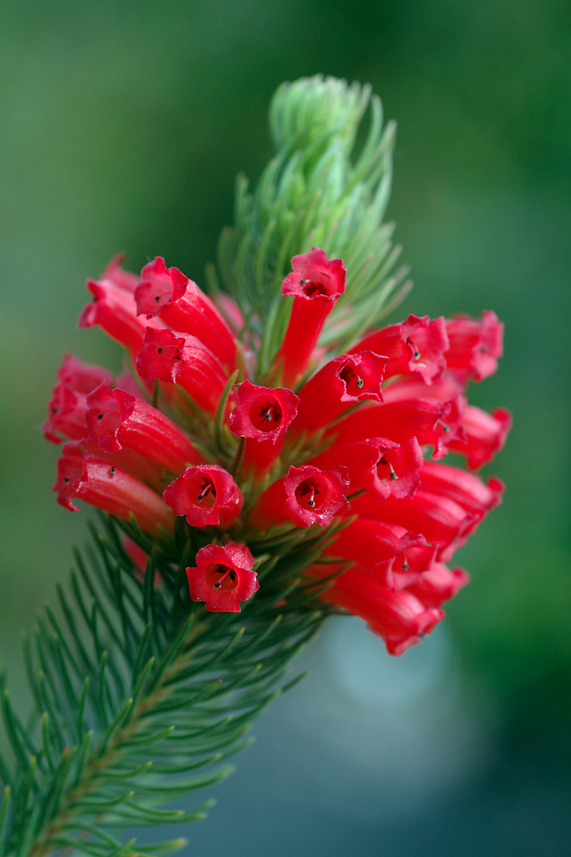 Erica abietina