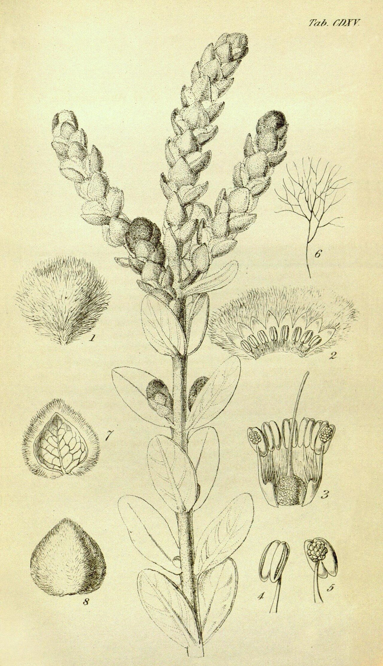 Lachnostachys ferruginea