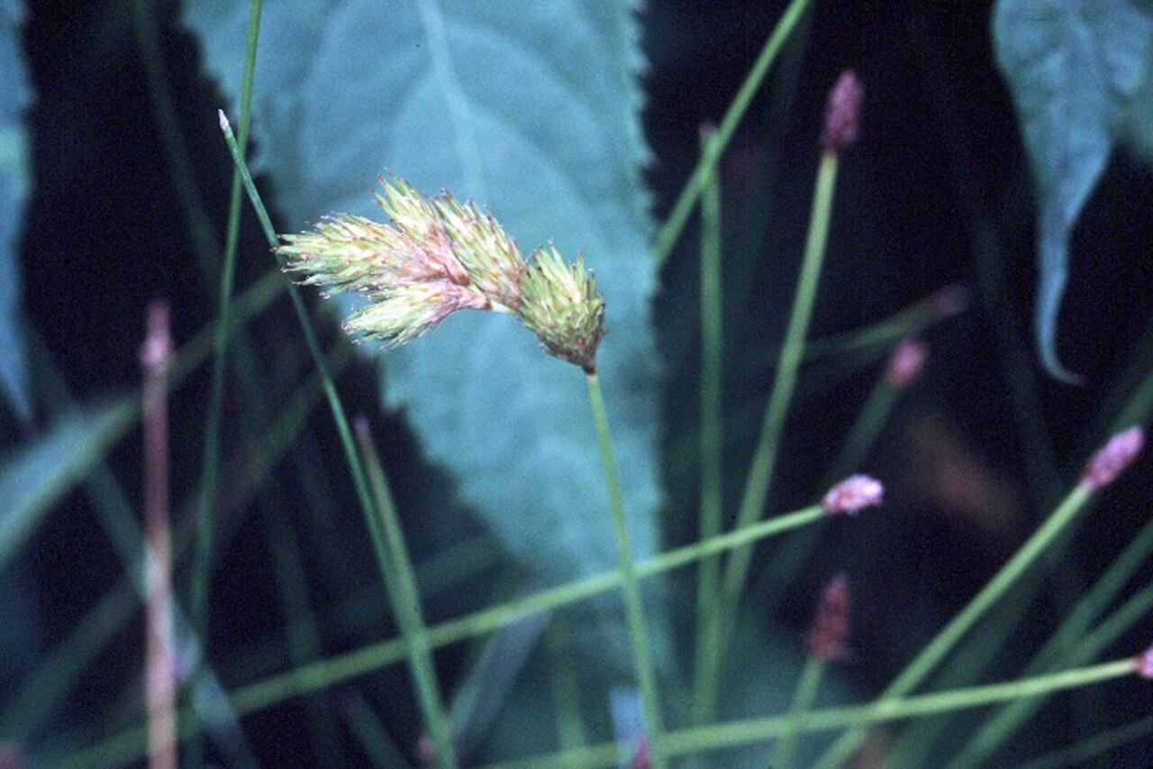 Carex scoparia