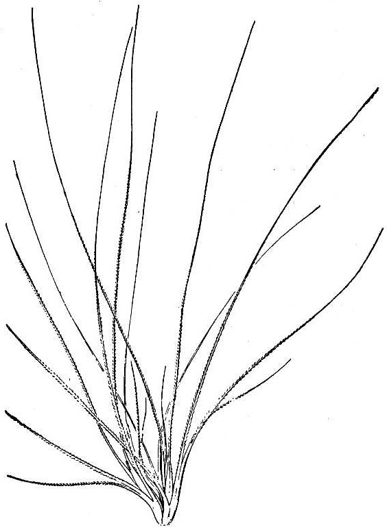 Elymus multisetus