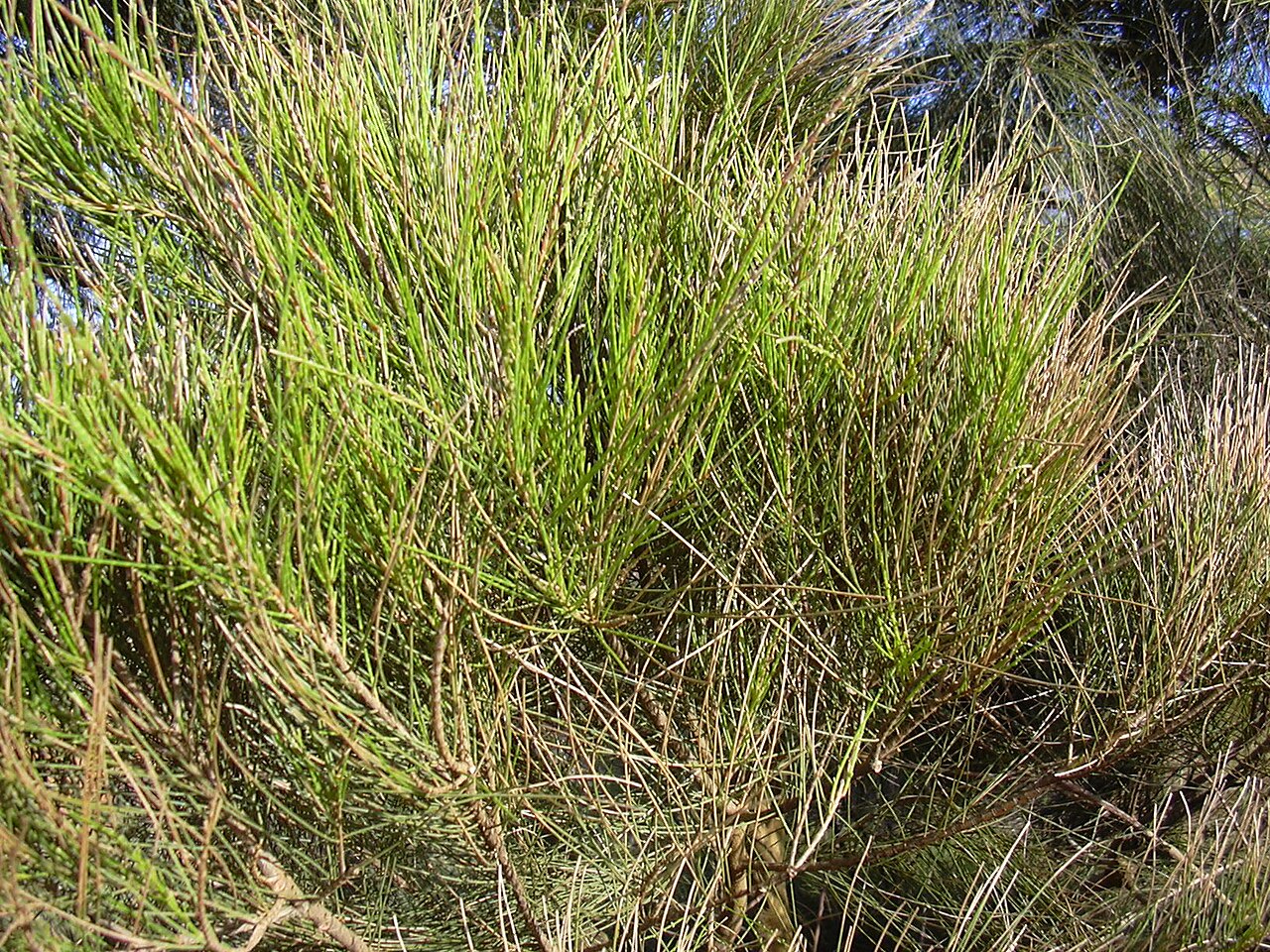 Swamp she-oak