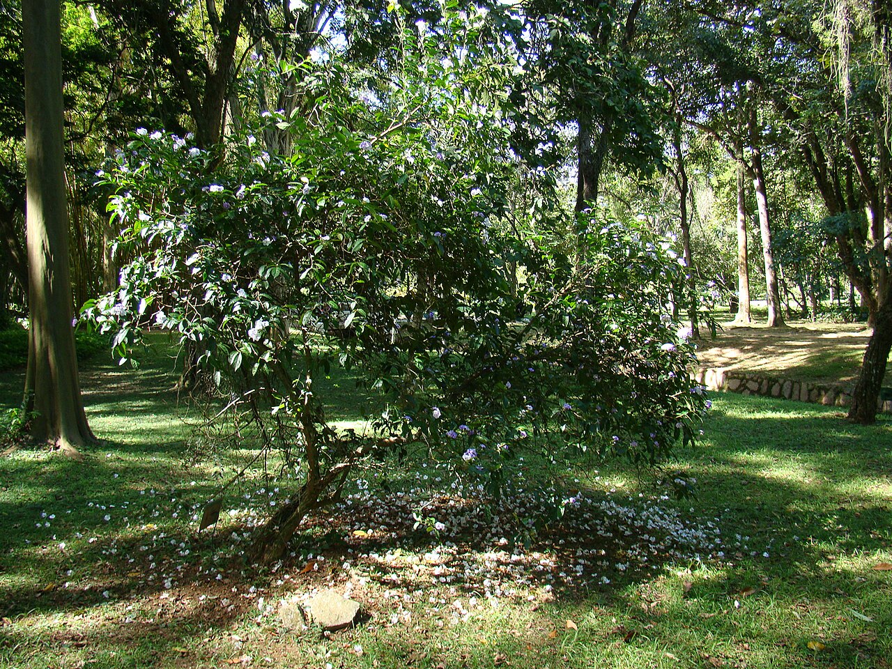Brunfelsia grandiflora