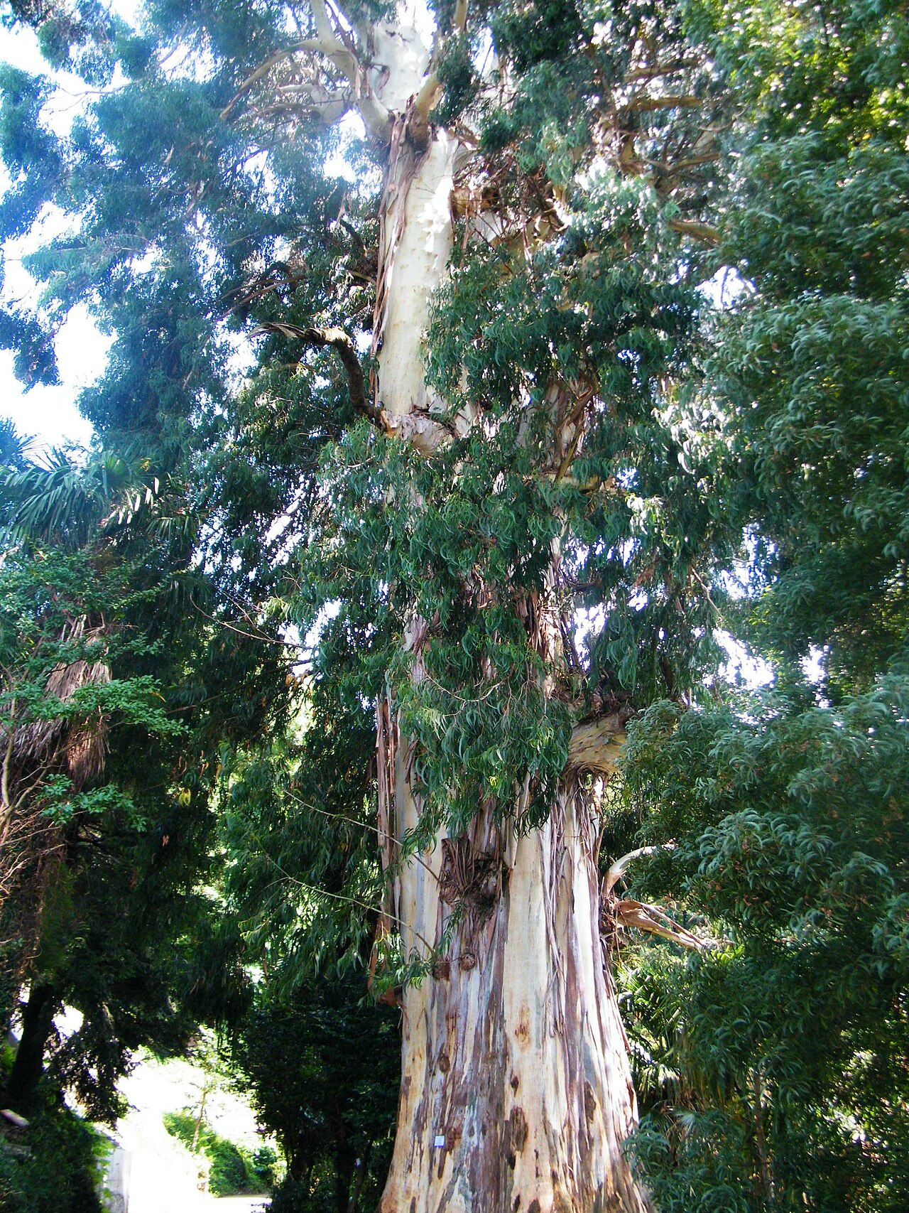 Manna gum