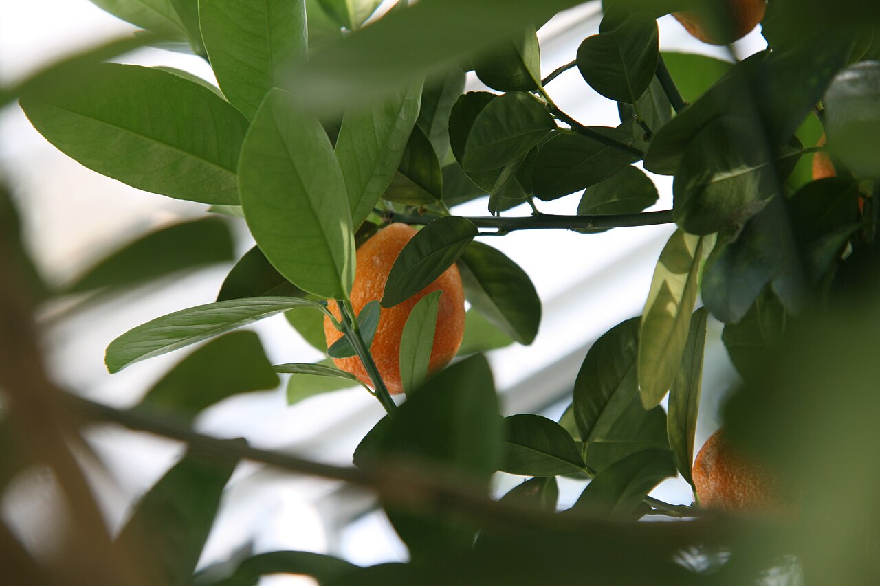 Citrus obovata