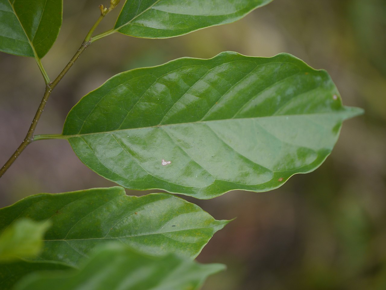 Prunus ceylanica