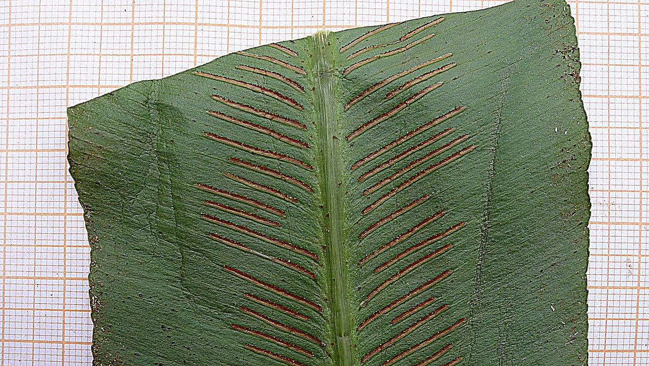 Asplenium serratum
