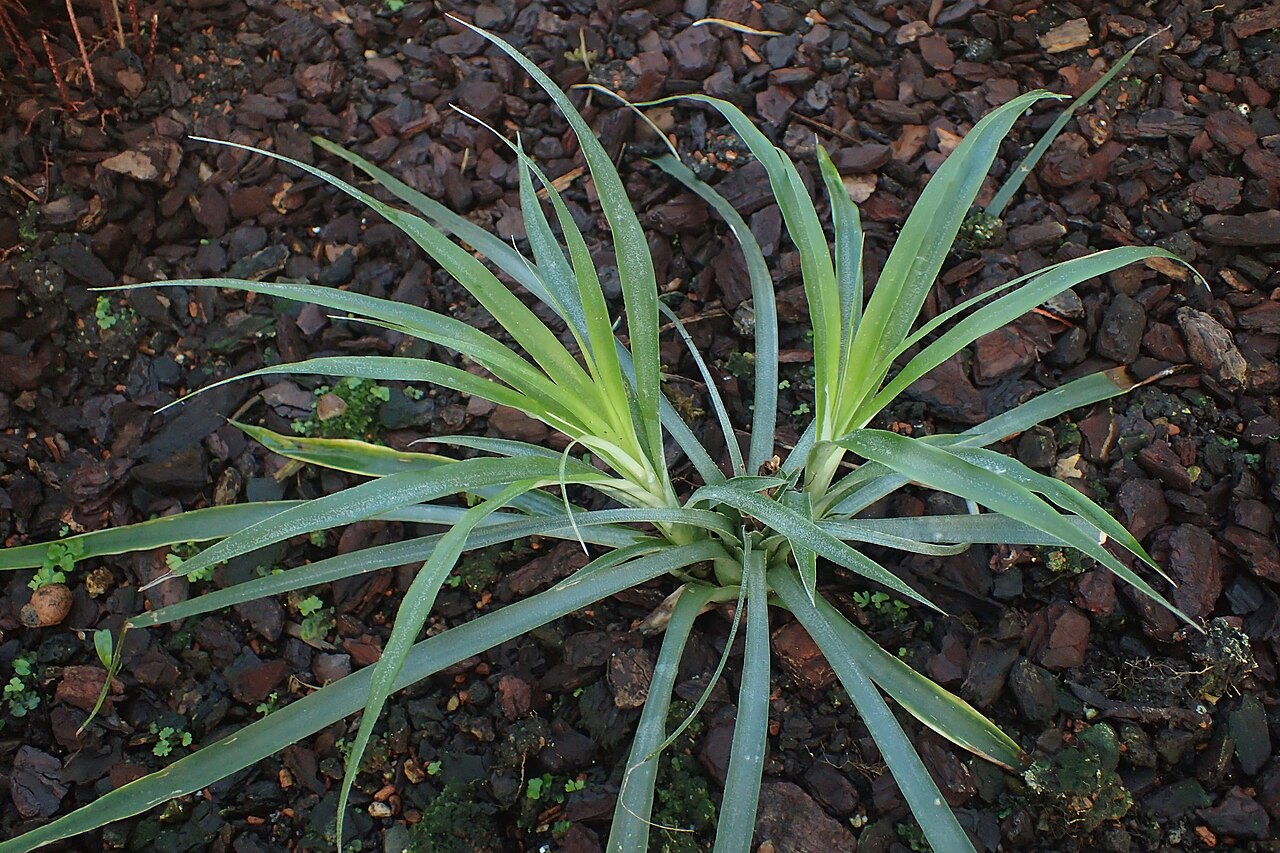 Fosterella rojasii