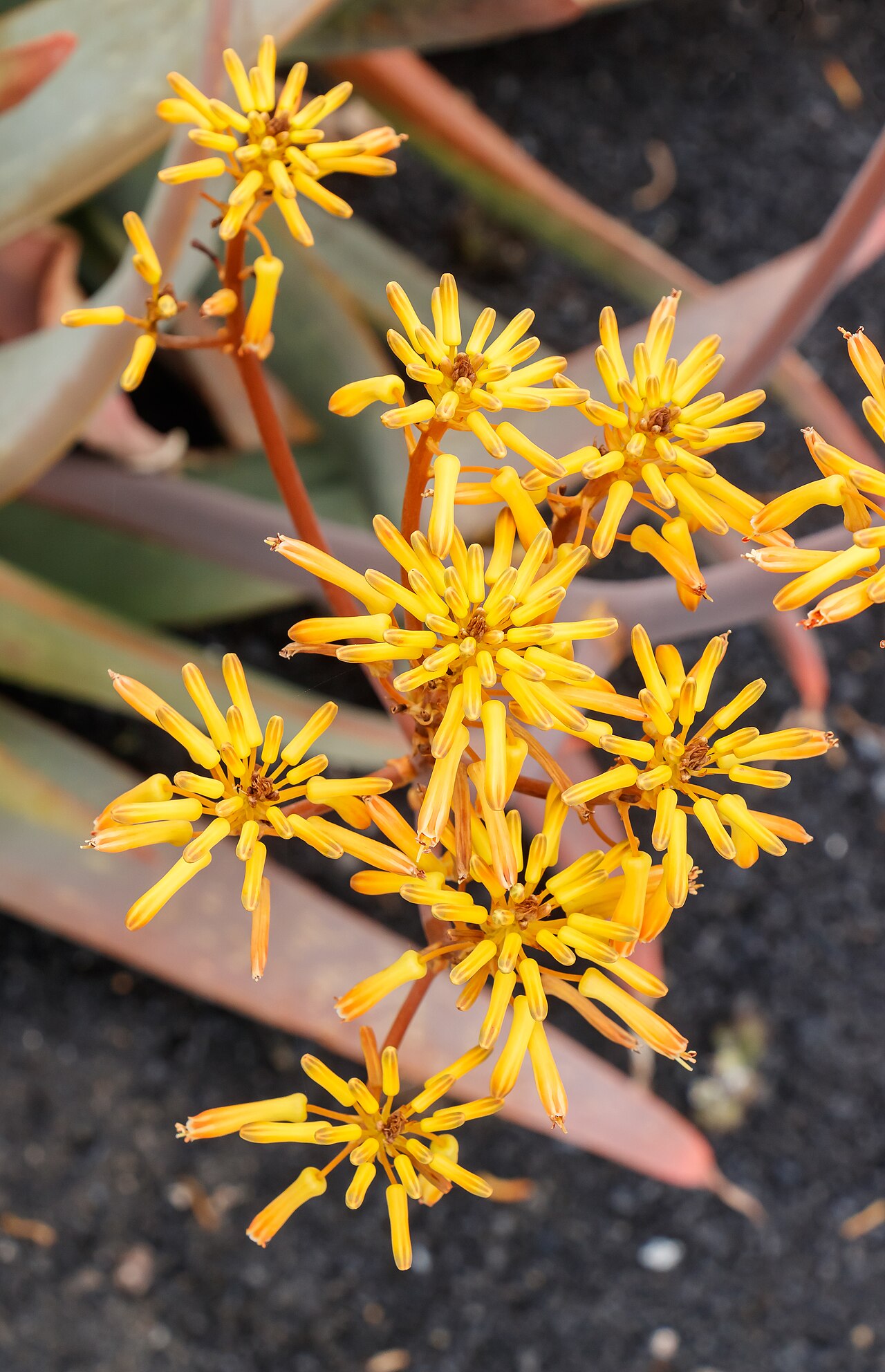 Aloe buhrii