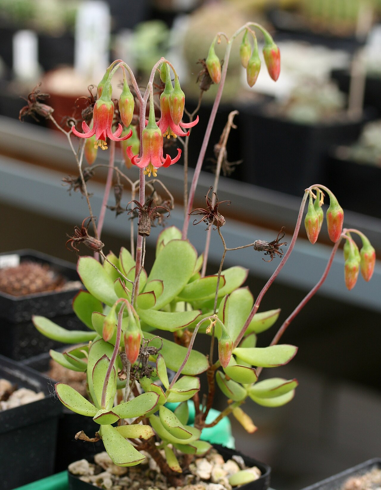 Cotyledon eliseae