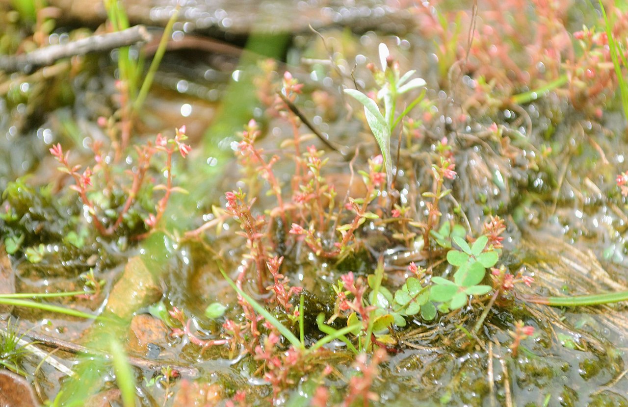Crassula peduncularis