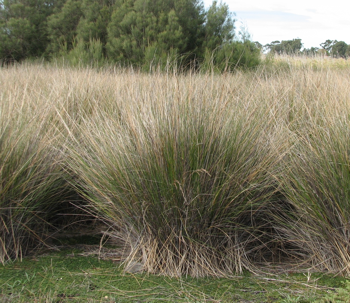 Gahnia filum