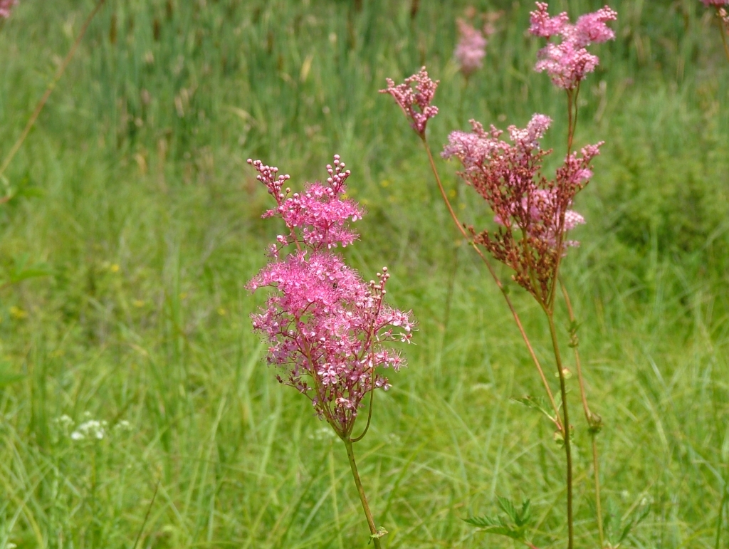 Filipendula rubra