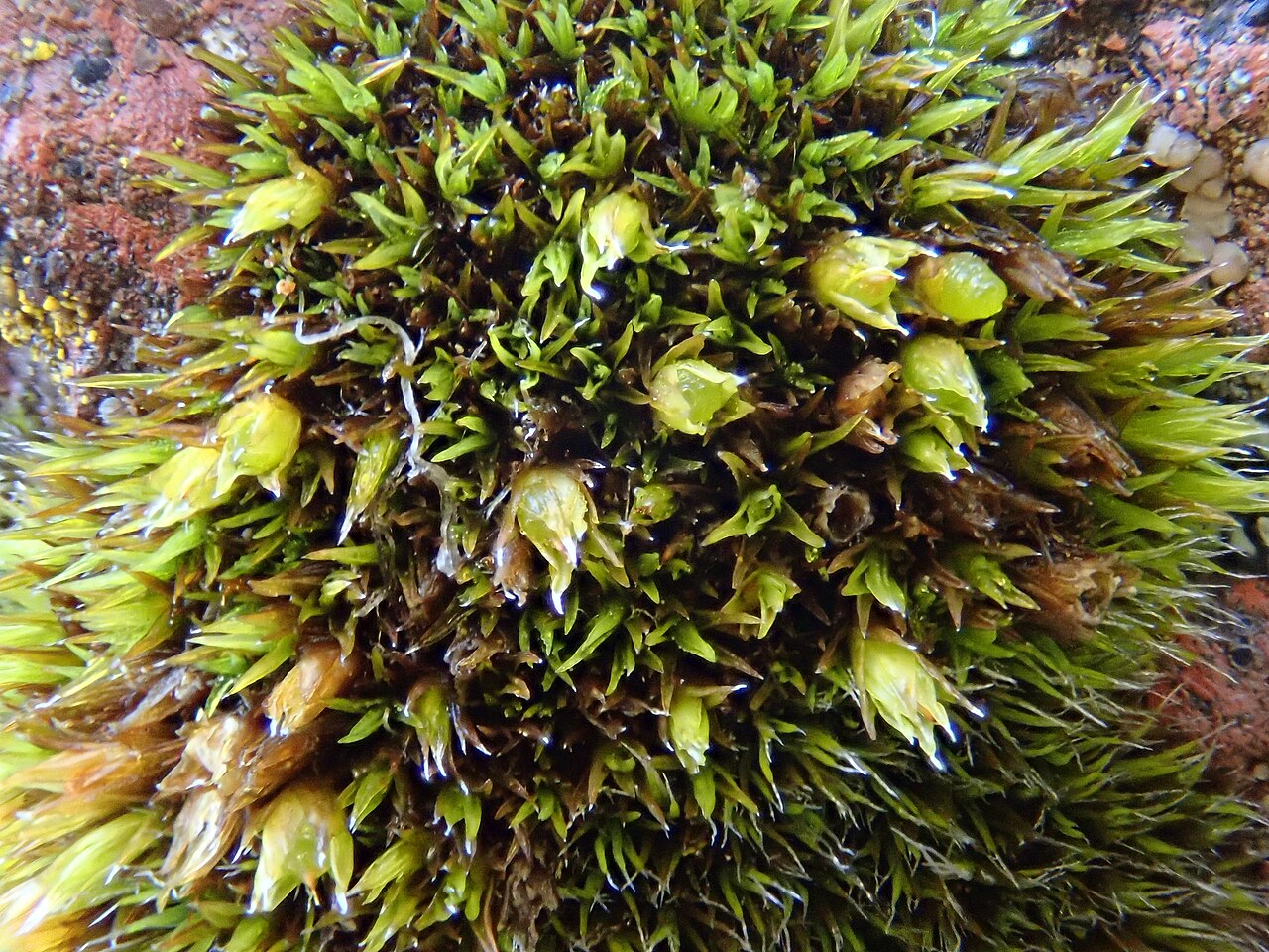 Schistidium flaccidum