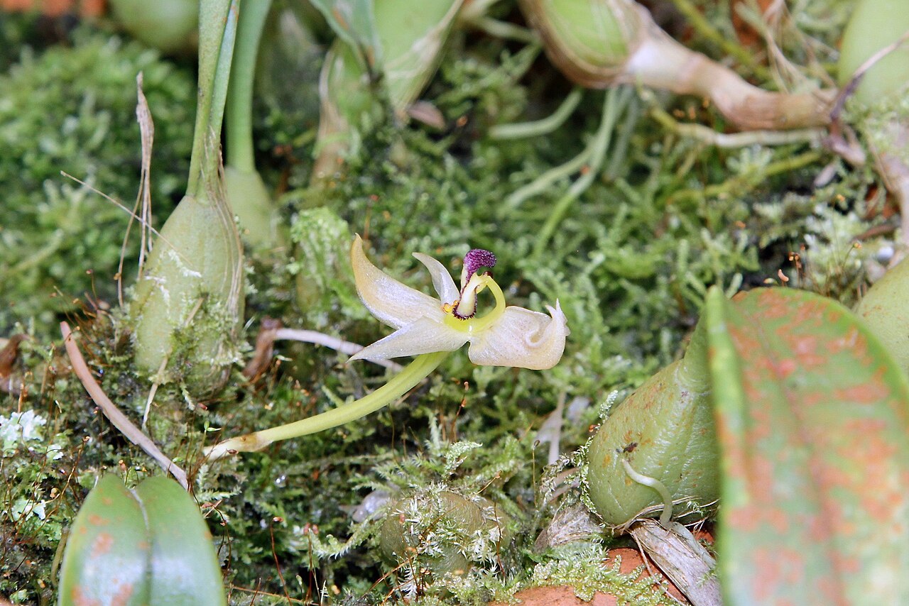 Bulbophyllum ecornutum