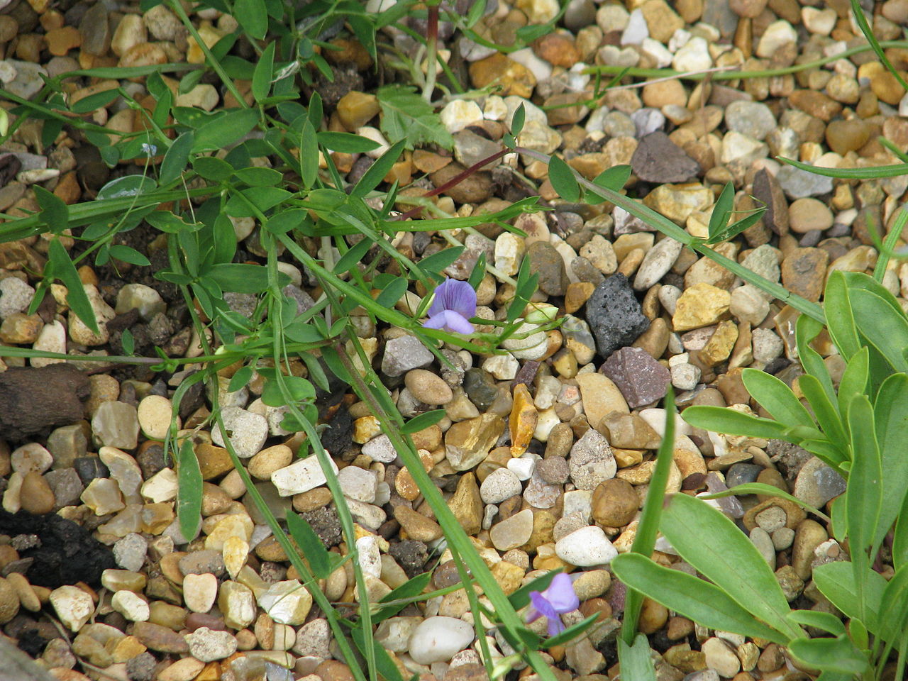 Lathyrus neurolobus