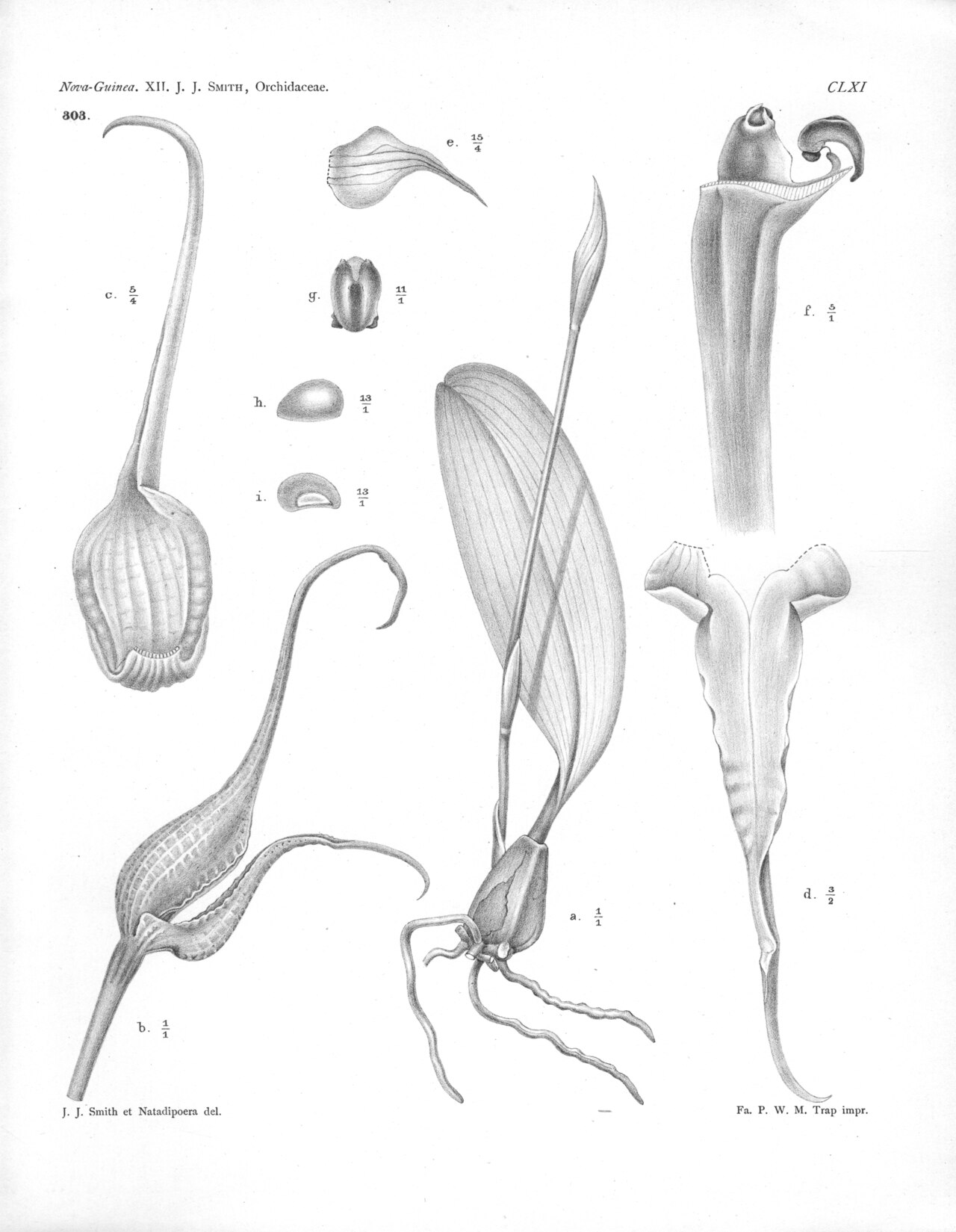 Bulbophyllum elephantinum