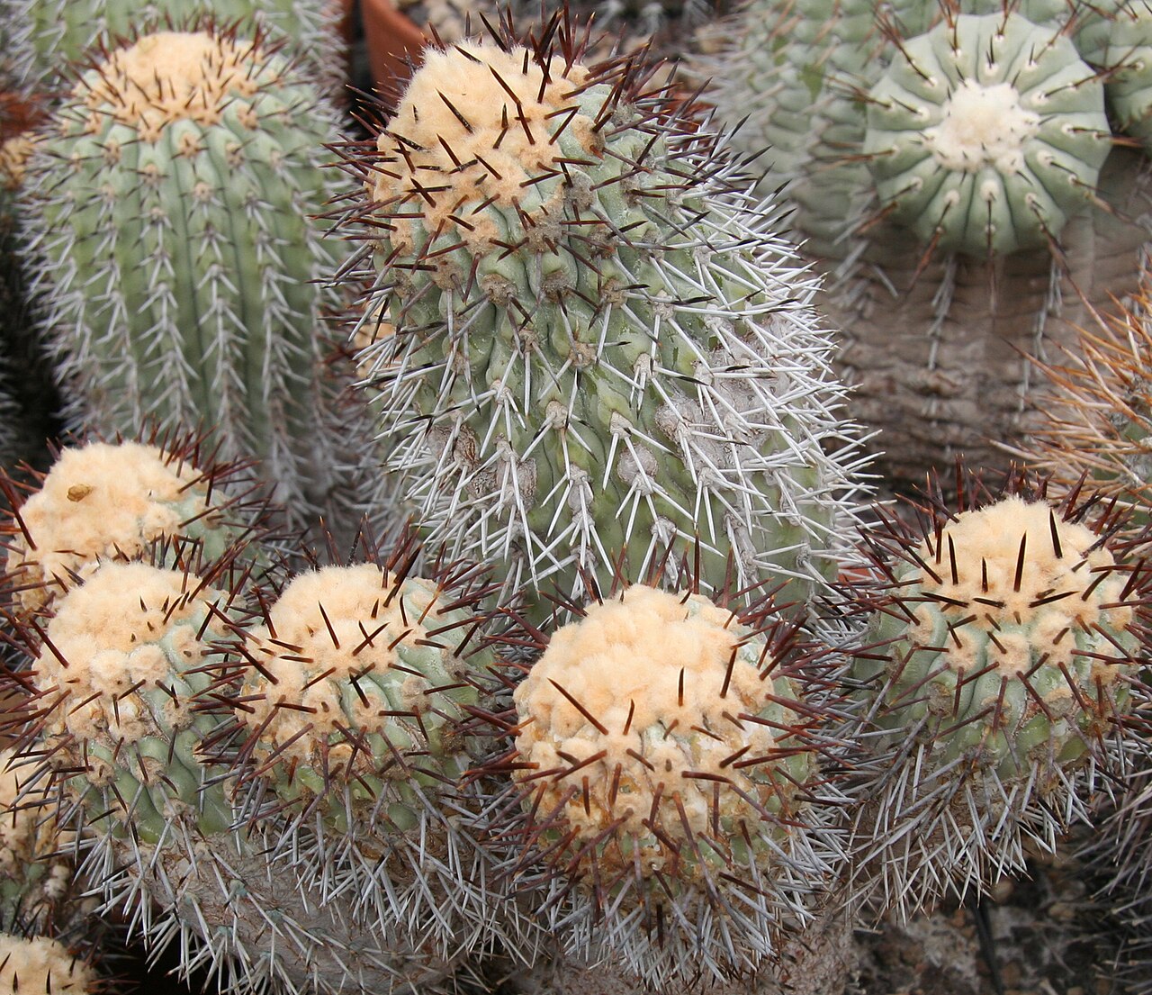 Copiapoa longistaminea