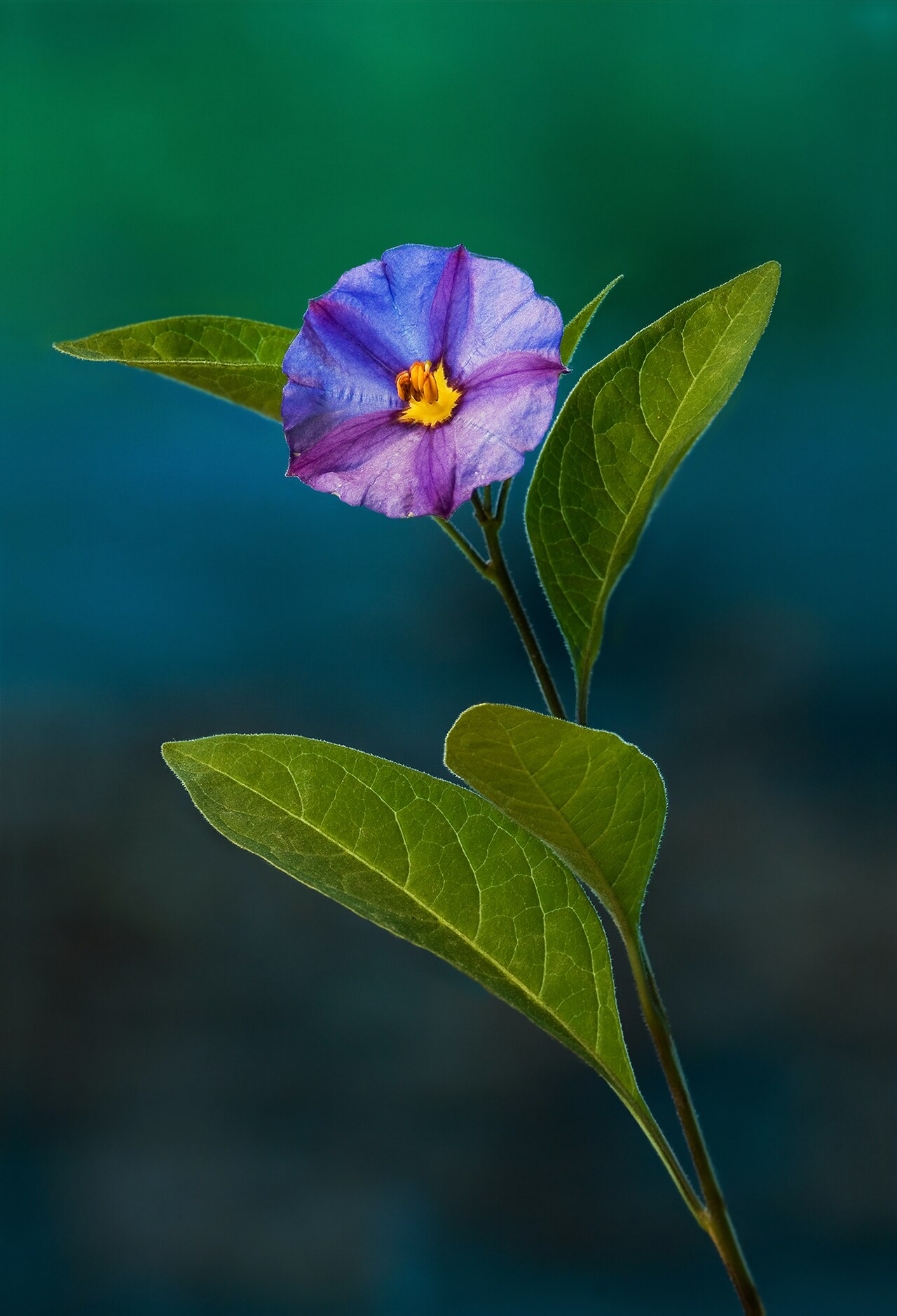 Solanum rantonnetii