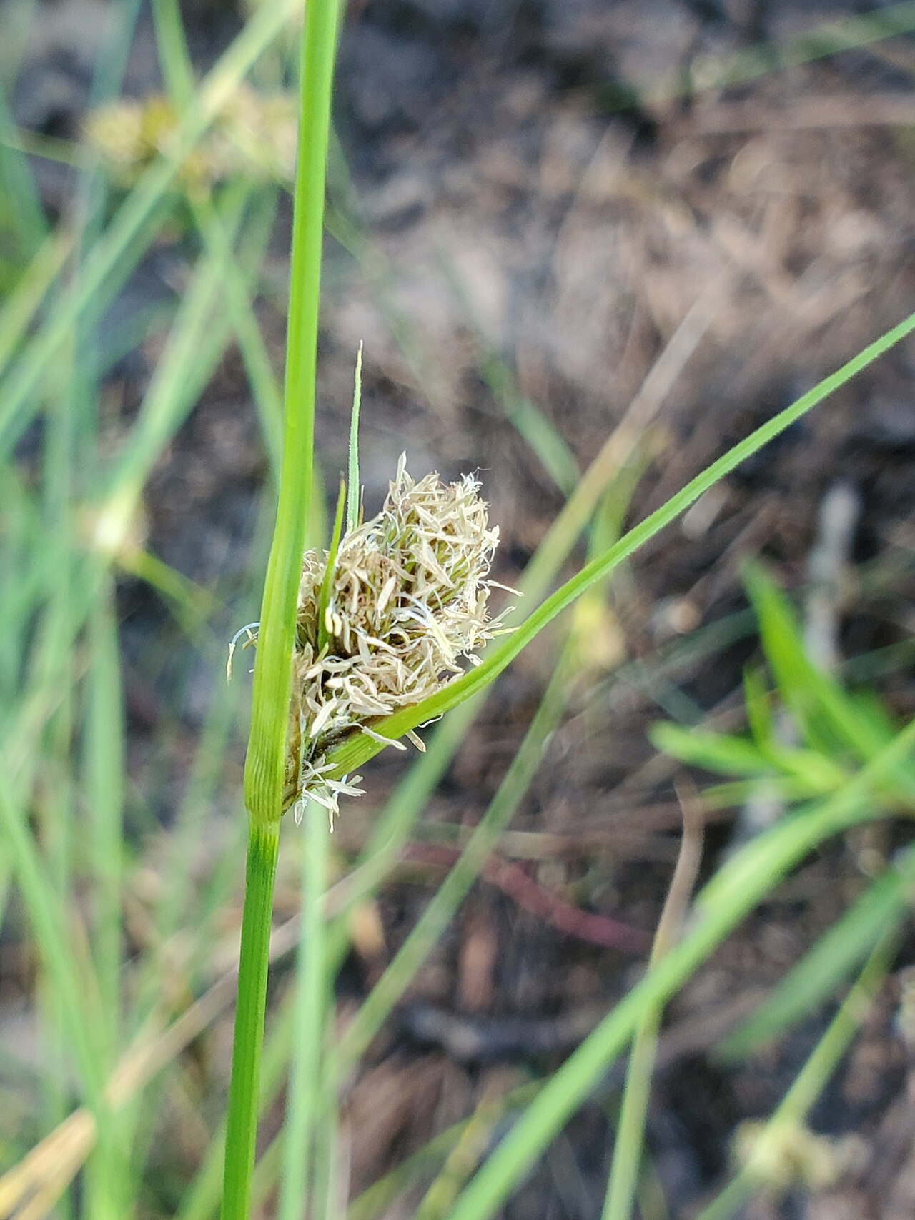 Carex unilateralis