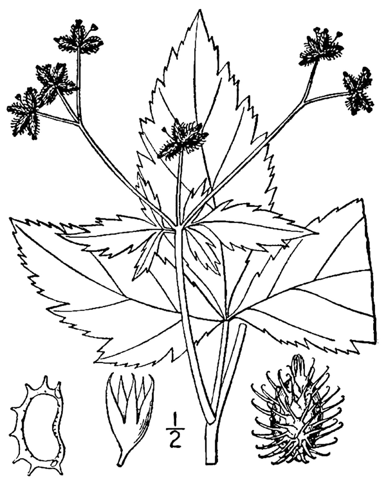 Sanicula trifoliata