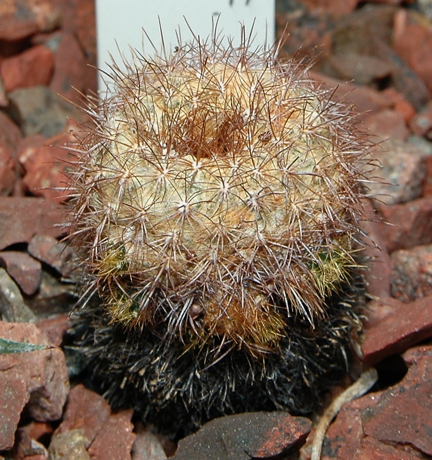 Frailea pumila