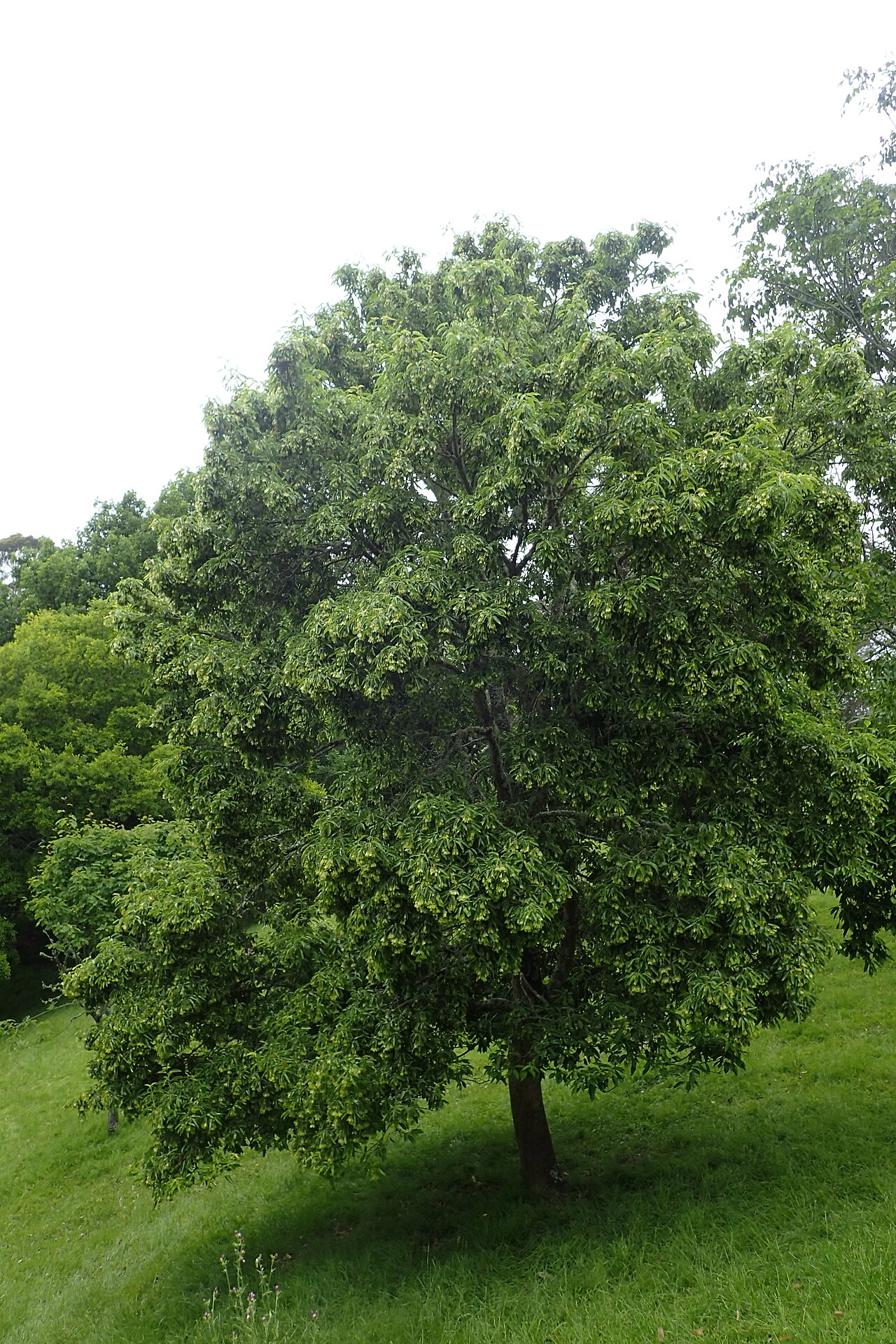 Acer coriaceifolium