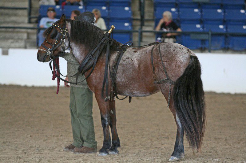 Newfoundland pony