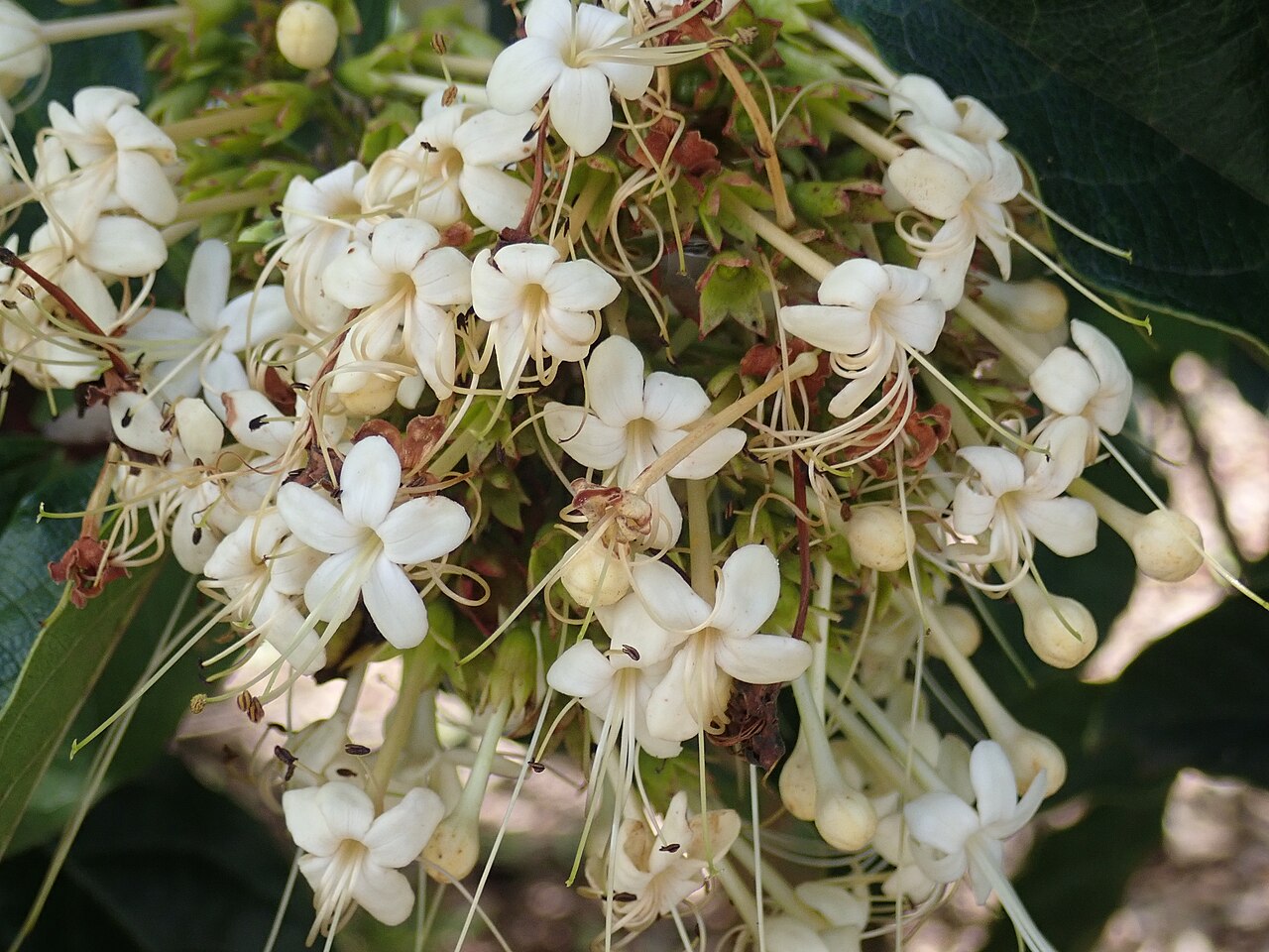 Lolly bush or smooth clerodendrum