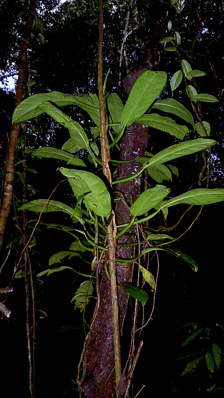 Philodendron blanchetianum
