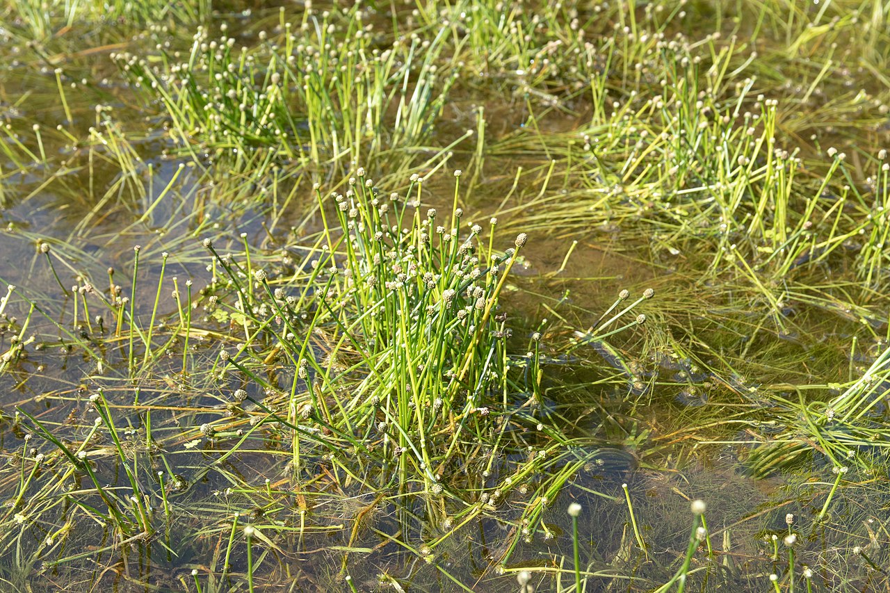 Eriocaulon heleocharioides