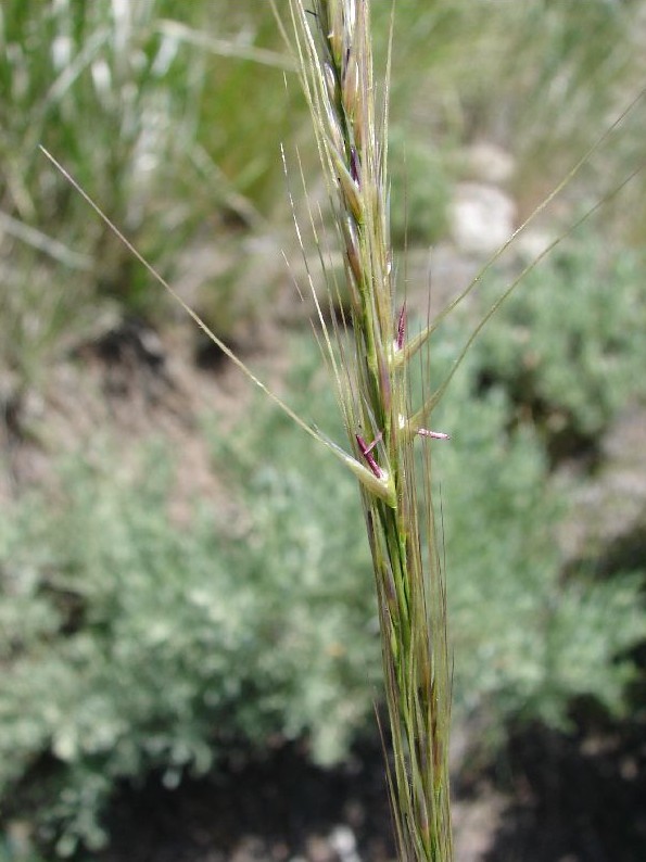 Achnatherum nelsonii