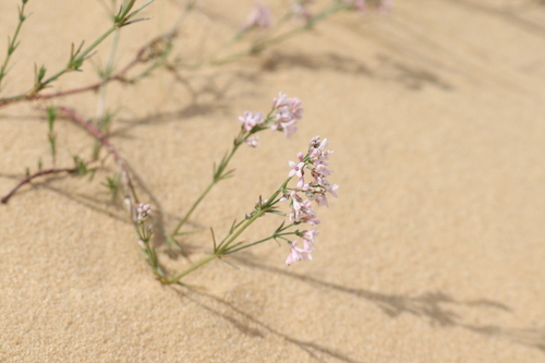 Asperula graveolens
