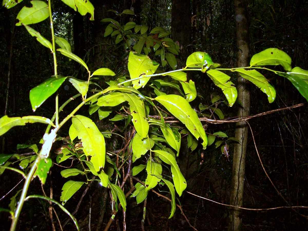 Capparis arborea