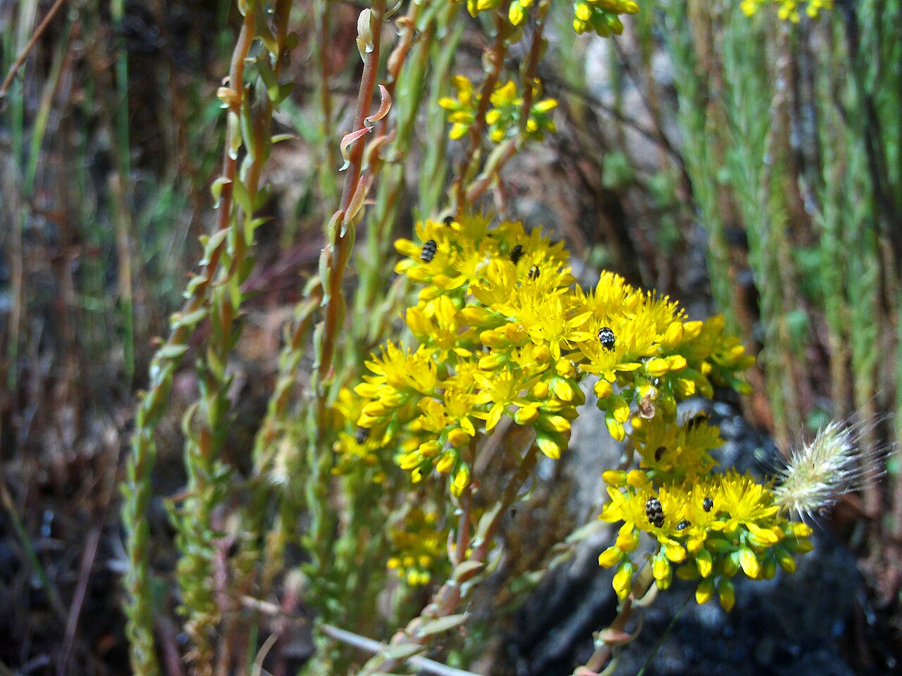 Petrosedum sediforme