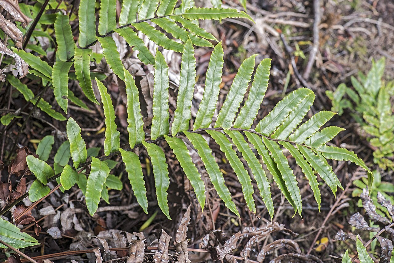 Blechnum novae-zelandiae