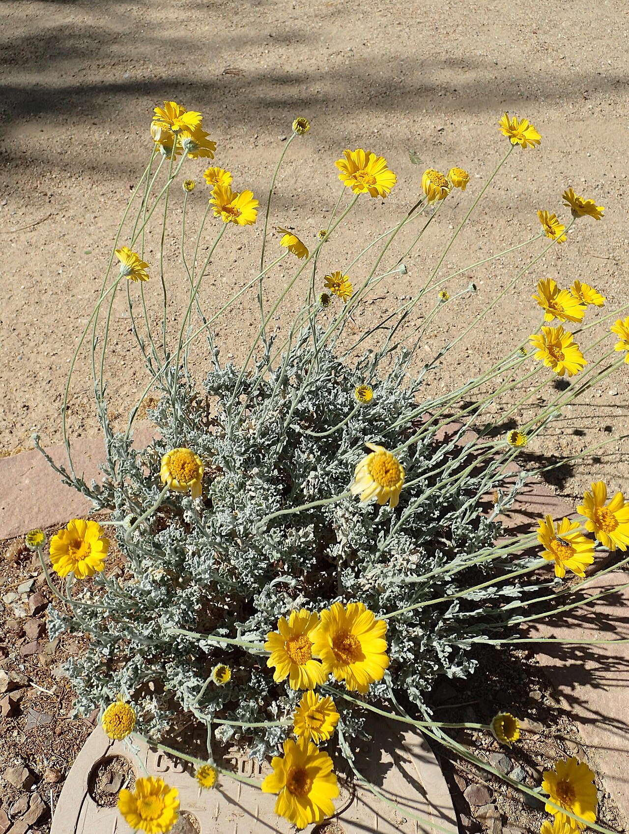 Baileya multiradiata
