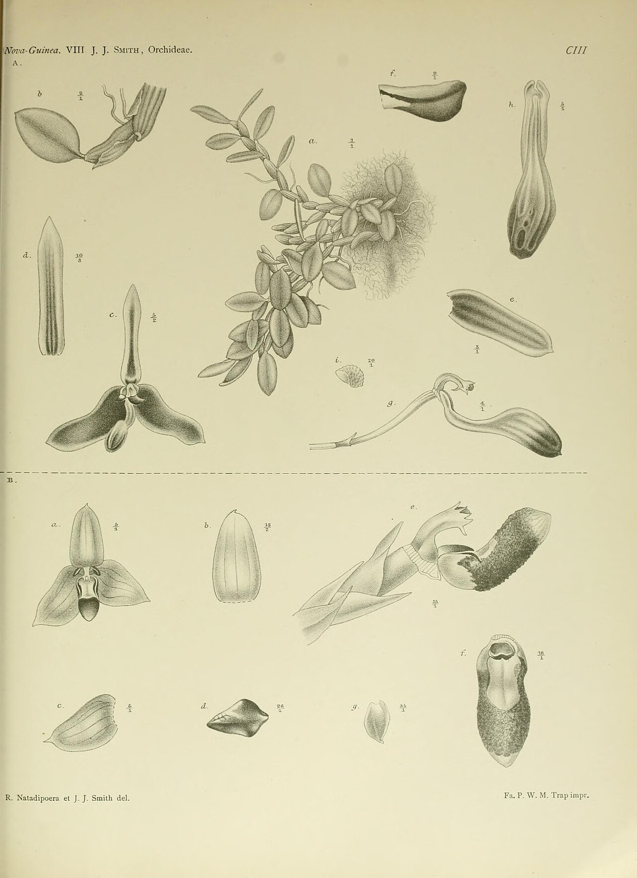 Bulbophyllum frustrans