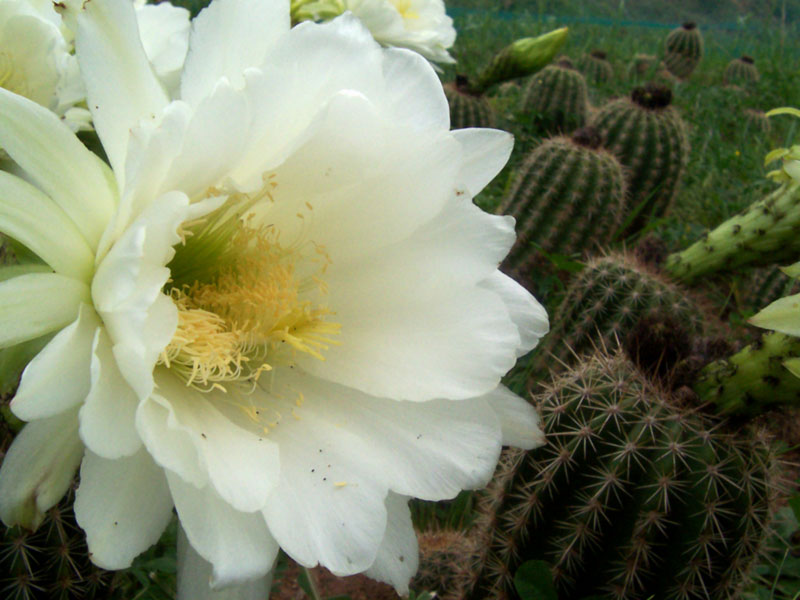 Echinopsis schickendantzii
