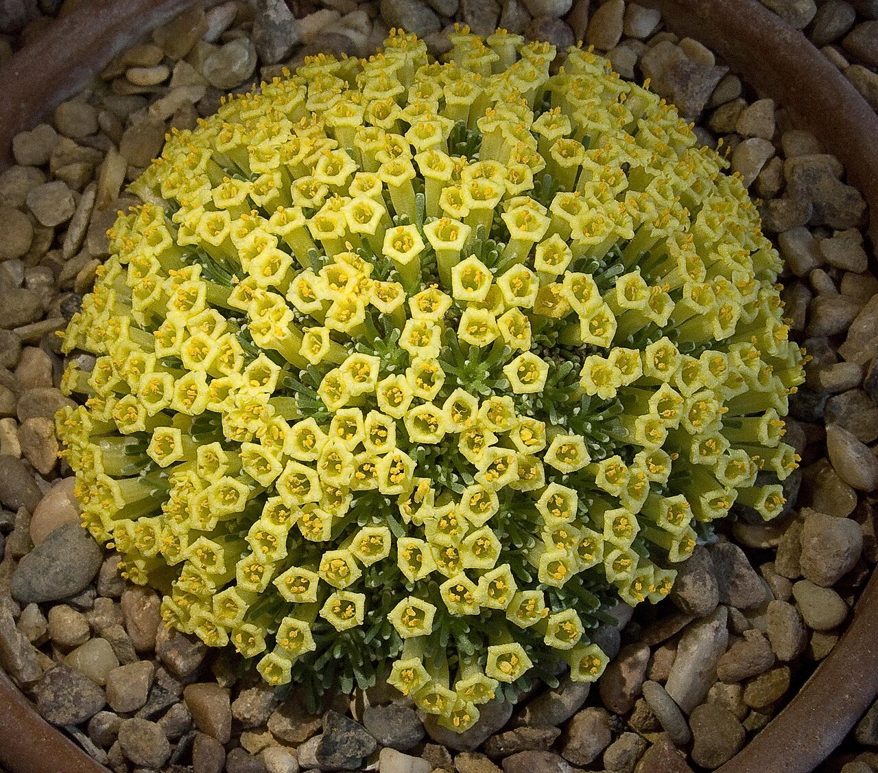 Benthamiella patagonica